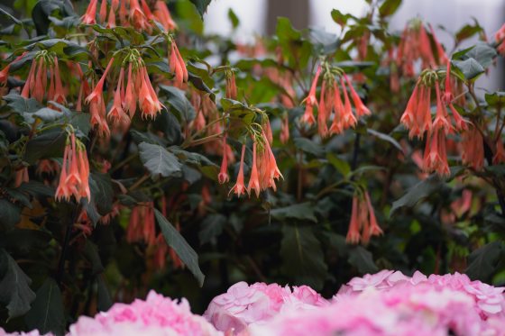 a close up image of a fuchsia plant with orange petals